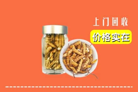 扶绥县回收散虫草